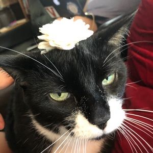 Meet your Posher, Lizzie